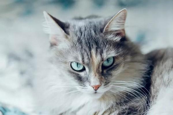 1611219709588578.jpg 猫咪鸳鸯眼的秘密