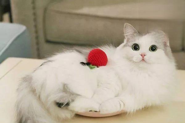 1611038861512088.jpg 猫难产的原因有哪些