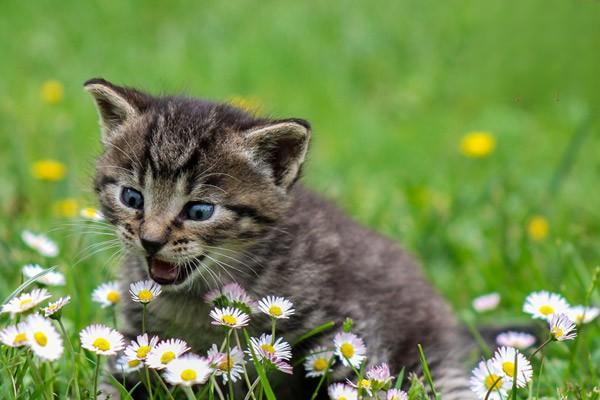 1615868305889934.jpg 如何给猫转换饮食习惯