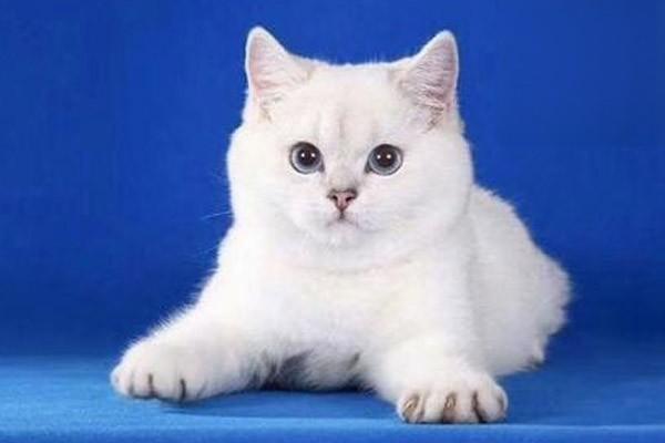 1611741631505606.jpg 猫咪总是呕吐这是怎么回事