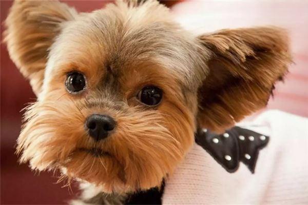 狗狗吐黄水 狗狗吐黄水