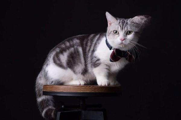 1611741687813413.jpg 猫咪总是呕吐这是怎么回事