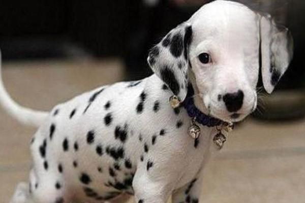 1611647199827863.jpg 猫狗大肠杆菌病怎么治疗