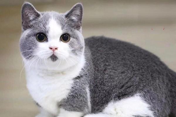 1616121626578860.jpg 怎样让你的猫变得更加快乐