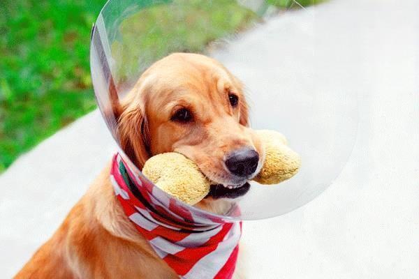 1609167072788444.jpg 狗狗吃什么提升免疫力