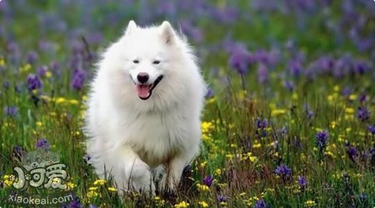 爱斯基摩犬吃什么狗粮好 爱斯基摩犬狗粮选择推荐1