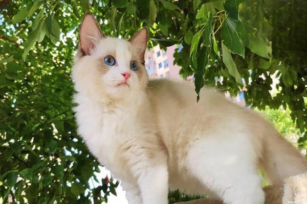 1618989944538984.jpg 猫咪爱发脾气怎么办