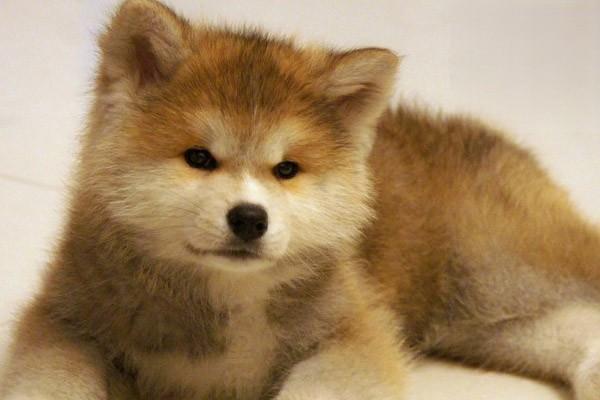 1613812330764355.jpg 给狗狗驱虫的5大注意事项