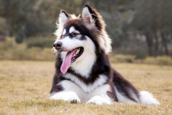 1612513356654132.jpg 猫和狗为什么喜欢被摸头