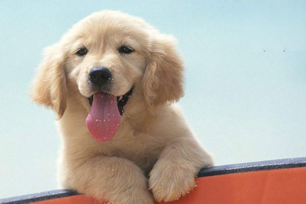 不同年龄段的猫咪狗狗都有哪些体检项目