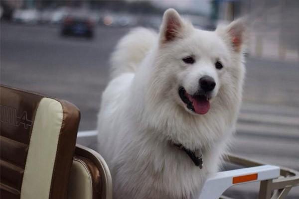 1621503169311666.jpg 宠物狗训练大小便方法