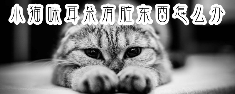 小猫咪耳朵有脏东西怎么办