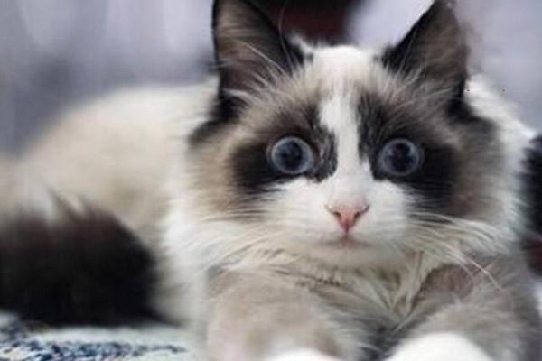 夏天猫感冒如何解决 夏天猫感冒如何解决