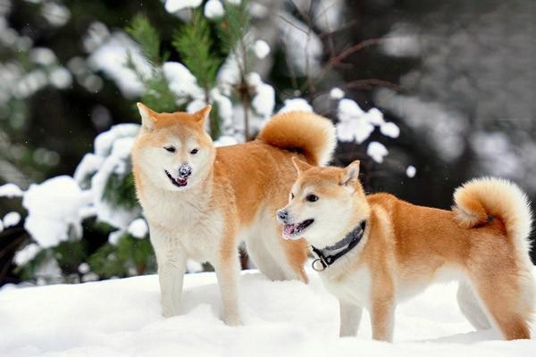 1611373133146198.jpg 猫狗肥胖症的症状与治疗方法