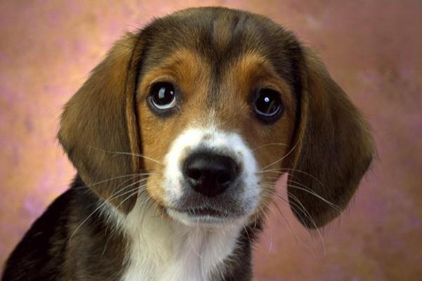 1618471835931306.jpg 狗狗用人的沐浴露的危害