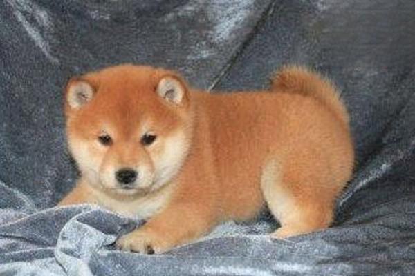 狗狗身体差的表现 狗狗身体差的表现