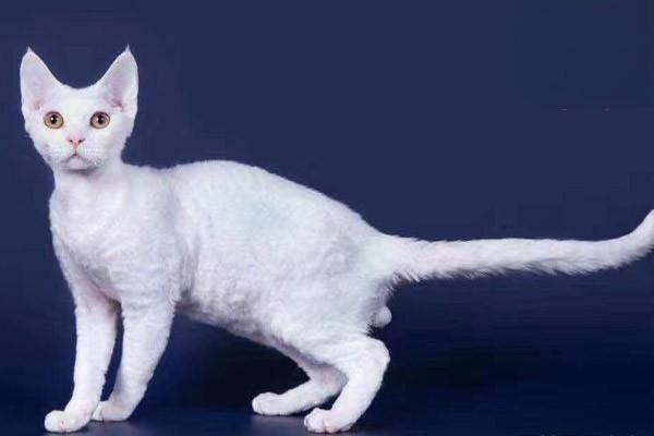 1616382882840641.jpg 什么是猫抓病,被猫抓了怎么办