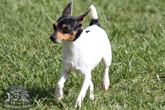 玩具猎狐梗呕吐怎么办 玩具猎狐梗呕吐拉稀原因及处理方法1