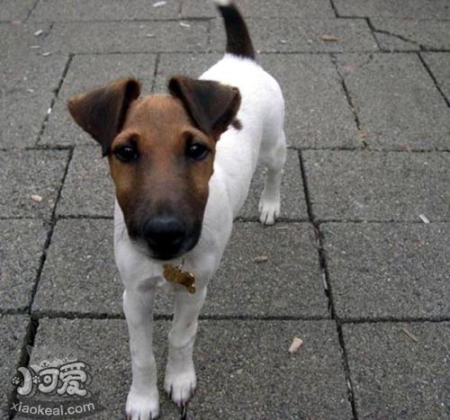 短毛猎狐梗怎么美容 短毛猎狐梗美容方法