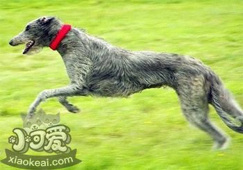 苏格兰猎鹿犬怎么美容 苏格兰猎鹿犬美容方法