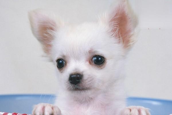 1616644651331972.jpg 狗狗越胖越萌吗