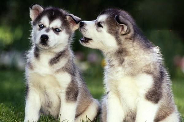 1617350473563771.jpg 狗狗很粘人是正常的吗