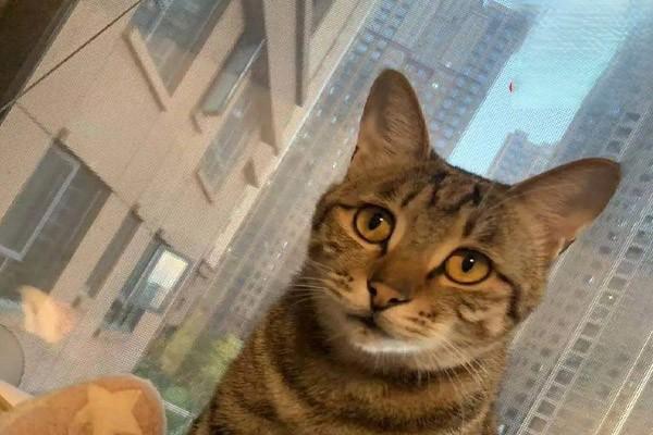 犬猫误食植物 犬猫误食植物