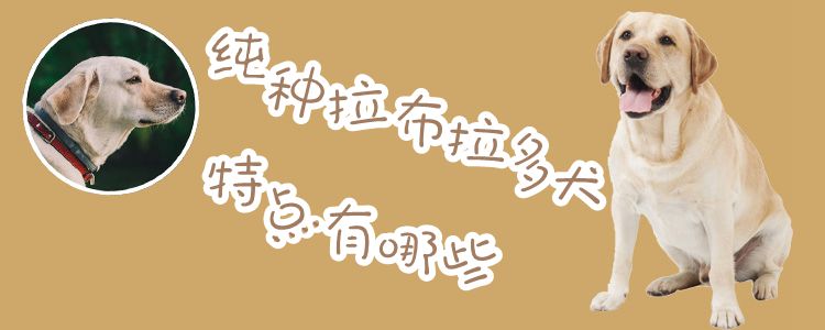 纯种拉布拉多犬特点有哪些