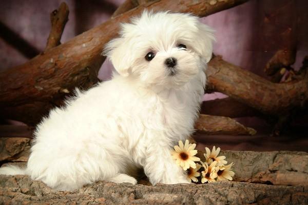 1618471849565497.jpg 狗狗用人的沐浴露的危害