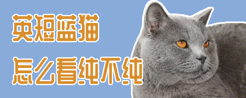 英短蓝猫怎么看纯不纯