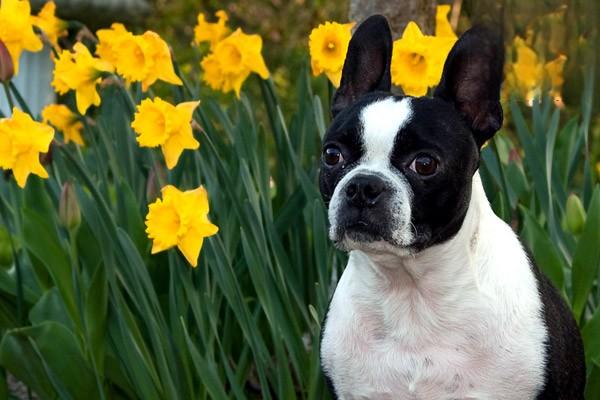 1617350461869623.jpg 狗狗很粘人是正常的吗