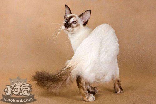 巴厘猫骨营养不良怎么回事 骨营养不良治疗方法