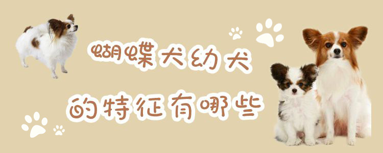 蝴蝶犬幼犬的特征有哪些