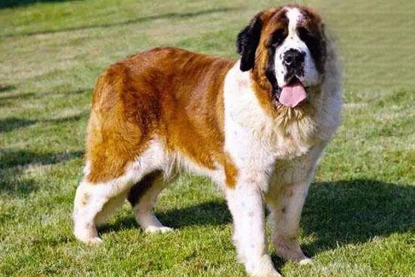 1612518218370319.jpg 狗猫吃干粮会吐怎么办