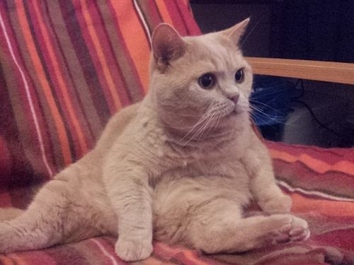 猫咪吃太多肚子胀气怎么办 肚子胀气调理方法