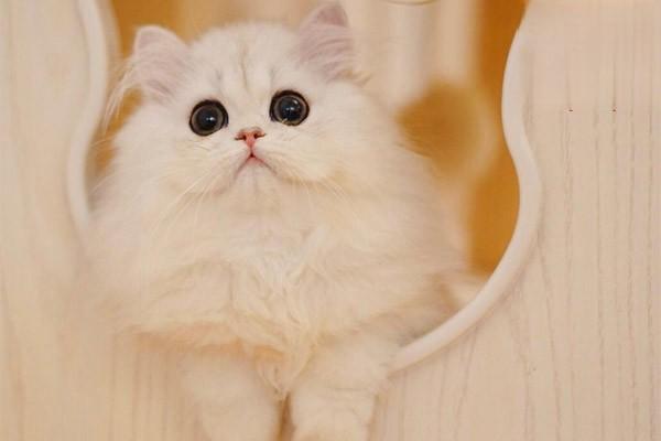 1617783170774806.jpg 猫咪吐舌头真的是在装可爱吗