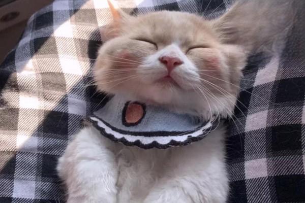 猫掉毛秃了一块 猫掉毛秃了一块