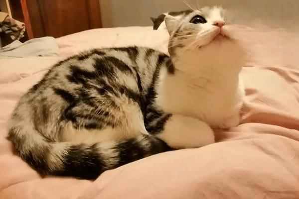 猫咪偶尔打喷嚏的原因 猫咪偶尔打喷嚏的原因