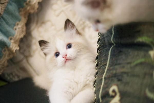 1619164221998006.jpg 猫咪在春季容易得的疾病