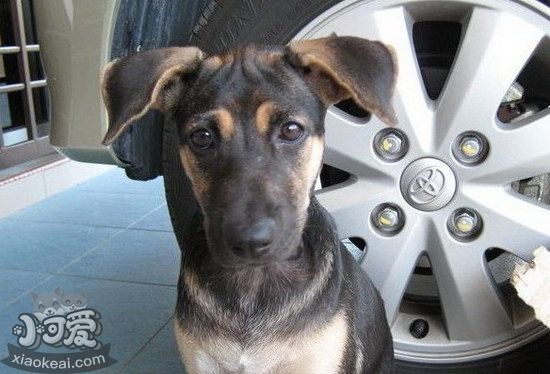 法国狼犬吃什么狗粮好 法国狼犬狗粮选择推荐1