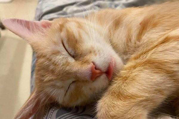 犬猫误食郁金香 犬猫误食郁金香