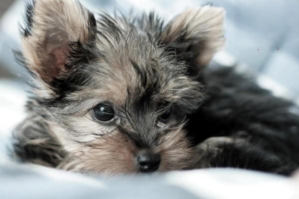 1621409337244676.jpg 宠物狗种类大全 所有常见的狗狗都在这