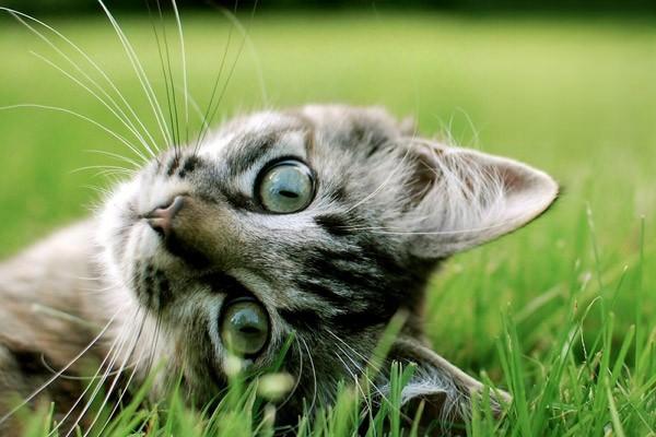 1613721646892068.jpg 猫咪体内驱虫时间与注意事项