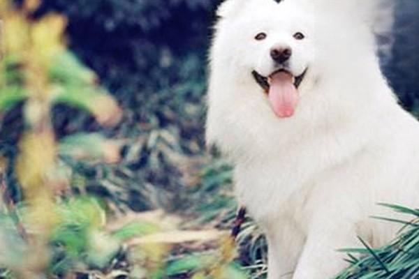 1611567814427009.jpg 猫狗绝育的优缺点