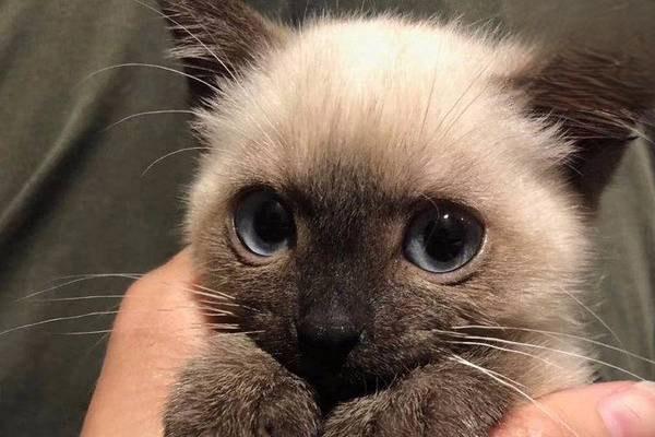 1617266655255779.jpg 智商排名前十的猫咪