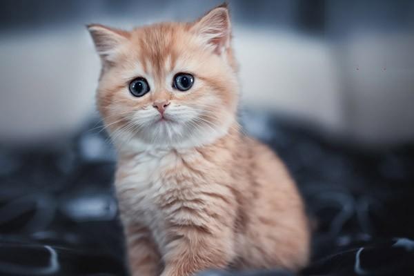 1617355573476137.jpg 猫咪肥胖标准与原因