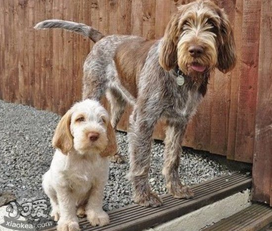 史毕诺犬产后怎么护理 史毕诺犬产后护理方法