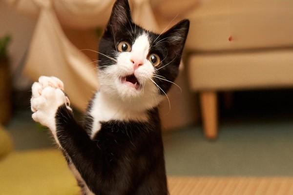 1622107866958566.jpg 猫肝腹水的症状有哪些 猫得肝腹水的原因