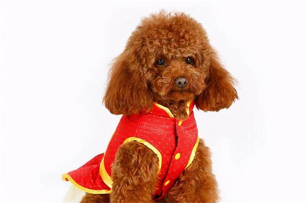 狗狗感染绦虫怎么办? 狗狗感染绦虫怎么办?