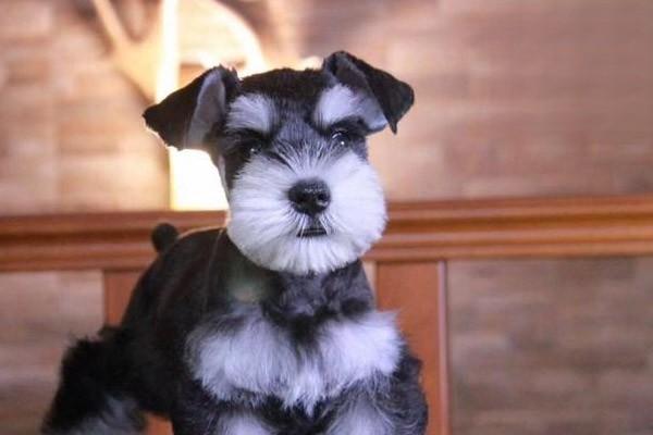 1613812348514040.jpg 给狗狗驱虫的5大注意事项